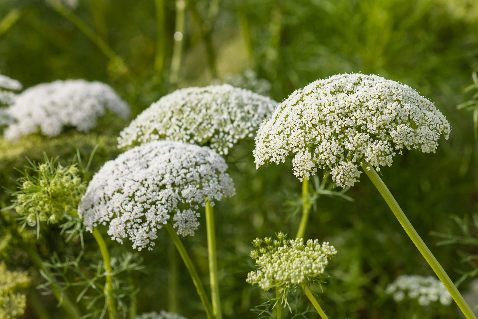 Wild carrot